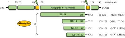 The role of Kisspeptin signaling in Oocyte maturation